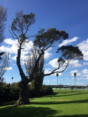 Taxandria juniperina