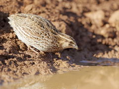 Coturnix pectoralis