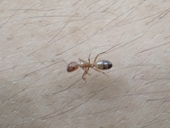 Image of Camponotus snellingi