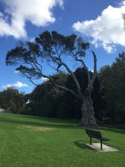 Taxandria juniperina