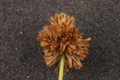Juncus acuminatus