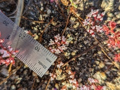 Chorizanthe leptotheca