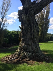 Taxandria juniperina