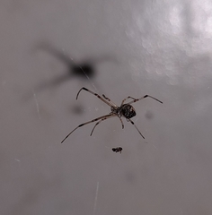 Latrodectus geometricus