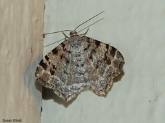 Macaria pinistrobata
