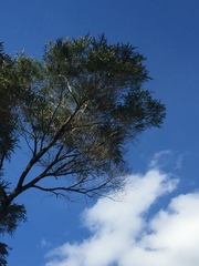 Taxandria juniperina