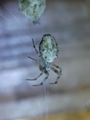 Allocyclosa