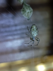 Allocyclosa