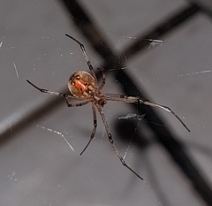 Latrodectus geometricus
