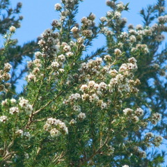 Taxandria juniperina