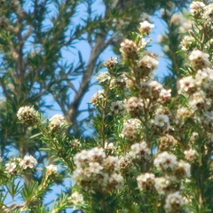 Taxandria juniperina