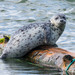 Harbor Seal - Photo (c) Andrew Reding, some rights reserved (CC BY-NC-ND)