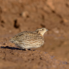 Coturnix pectoralis