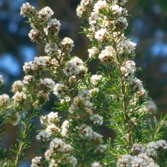 Taxandria juniperina