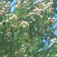 Taxandria juniperina