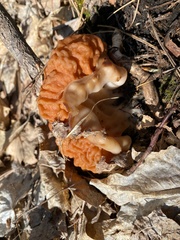 Gyromitra korfii