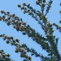 Taxandria juniperina