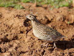 Coturnix pectoralis