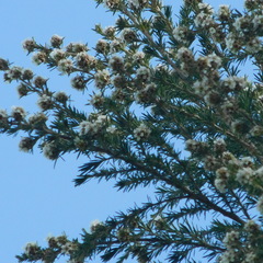 Taxandria juniperina