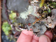 Lobaria hallii