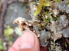 Lobaria hallii