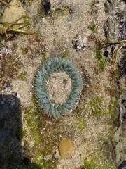 Anthopleura sola