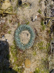 Anthopleura sola