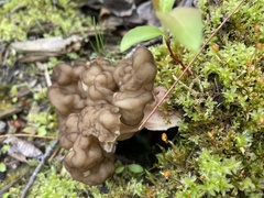 Gyromitra sphaerospora