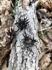 Xylaria multiplex