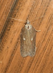 Acleris busckana