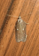Acleris busckana