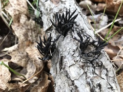 Xylaria multiplex