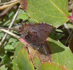 Callophrys mossii