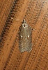 Acleris busckana