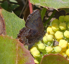 Callophrys mossii