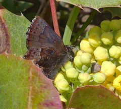 Callophrys mossii