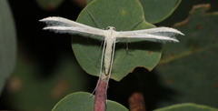 Pterophorini
