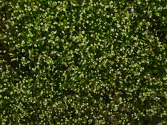 Plagianthus regius