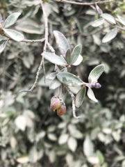 Monnina salicifolia