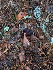 Gyromitra