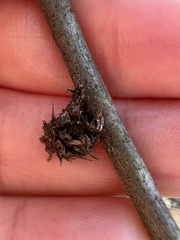 Dryocosmus floridensis