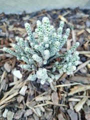 Helichrysum coralloides