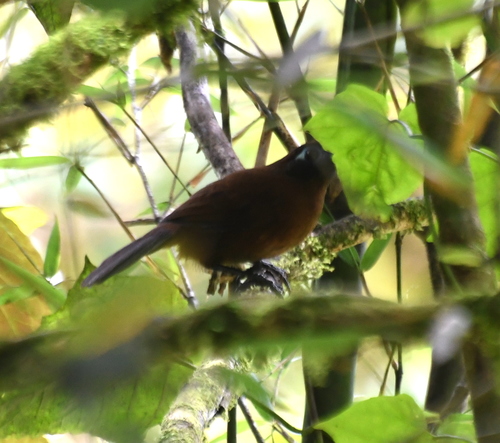Zeledon's Antbird (Hafferia zeledoni), photo 6