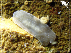 Pericelis