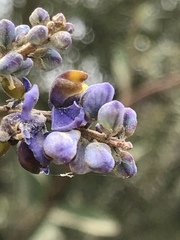 Monnina salicifolia