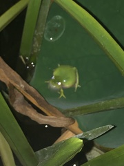 Hyla cinerea
