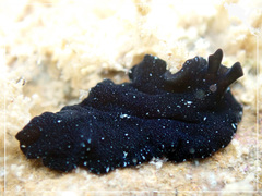 Pseudobiceros stellae