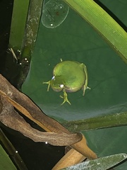 Hyla cinerea