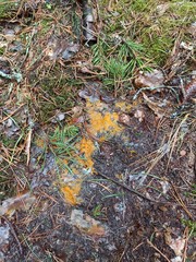 Byssonectria terrestris