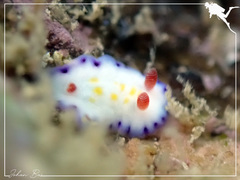 Goniobranchus aureopurpureus